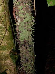 Lacmellea aculeata