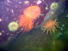 Cribrinopsis similis