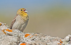 Emberiza cineracea