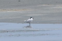 Gelochelidon nilotica