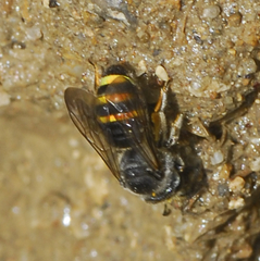 Nomia nortoni cressoni