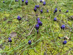 Muscari commutatum