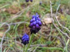 Muscari commutatum