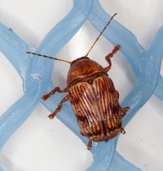 Cryptocephalus implacidus