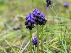 Muscari commutatum