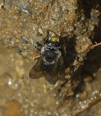 Nomia nortoni cressoni