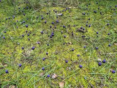 Muscari commutatum