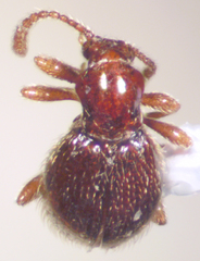Brachycepsis