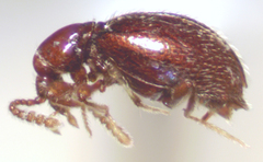 Brachycepsis