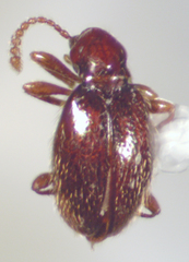 Brachycepsis