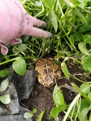 Sclerophrys pardalis