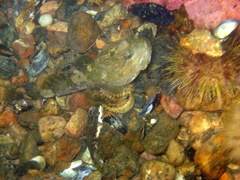 Myoxocephalus