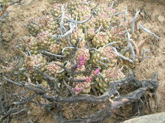 Euphorbia braunsii