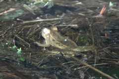 Lithobates sphenocephalus utricularius