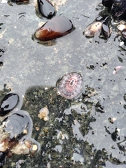 Fissurella limbata