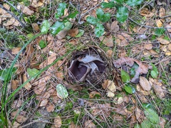 Sarcosphaera coronaria