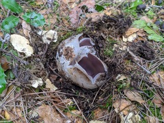 Sarcosphaera coronaria