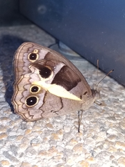 Posttaygetis penelea