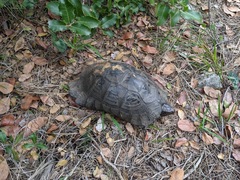 Testudo marginata