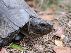 Testudo marginata