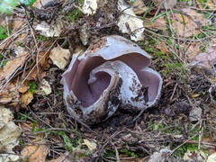 Sarcosphaera coronaria