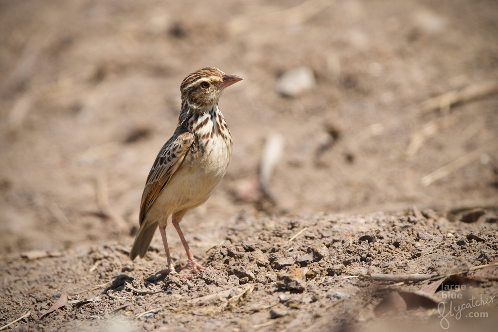 Indochinese Bushlark (Plocealauda erythrocephala) photo