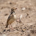 Indochinese Bushlark - Photo (c) Sam Hambly, some rights reserved (CC BY-NC), uploaded by Sam Hambly