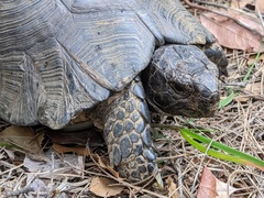 Testudo marginata