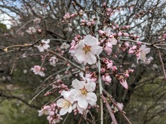 Prunus