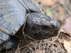 Testudo marginata