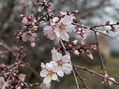 Prunus