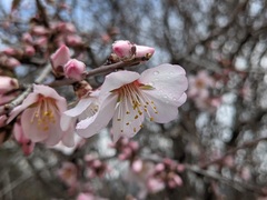 Prunus