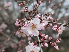 Prunus
