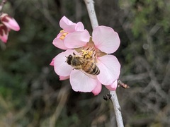 Apis mellifera