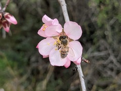 Apis mellifera
