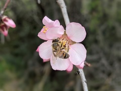 Apis mellifera