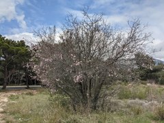 Prunus