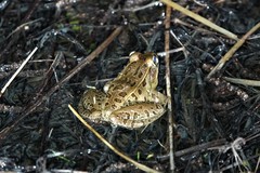 Lithobates sphenocephalus utricularius