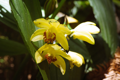 Phaius flavus