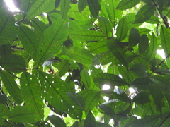 Lacmellea aculeata
