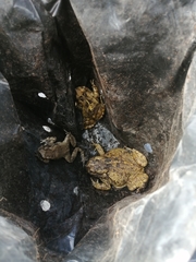 Sclerophrys pardalis