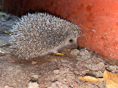 Atelerix albiventris