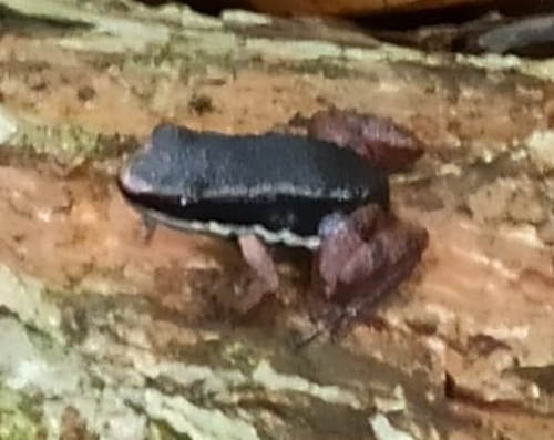 Striped Rocket Frog, Allobates talamancae