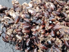 Semimytilus patagonicus