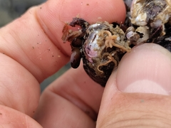 Semimytilus patagonicus