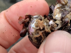 Semimytilus patagonicus