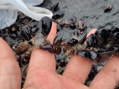 Semimytilus patagonicus