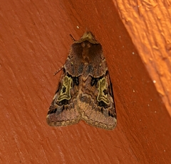 Cerastis enigmatica