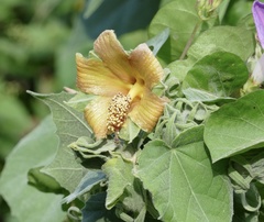 Hibiscus clypeatus
