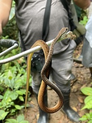 Dendrophidion percarinatum